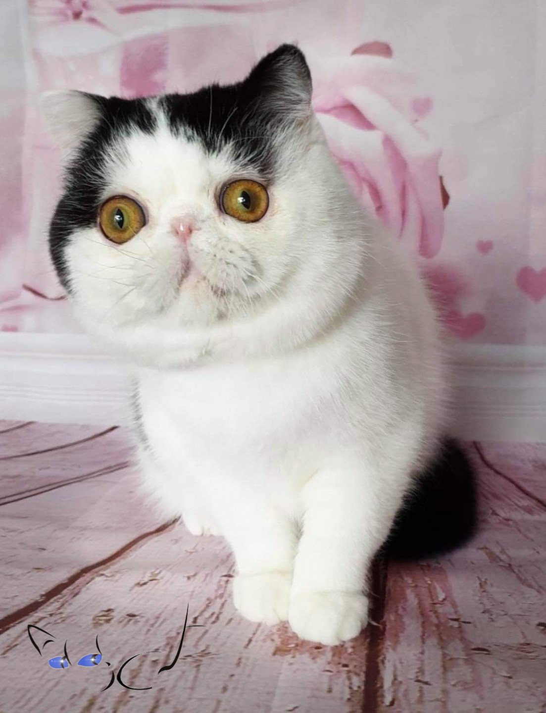 Addict Pennywise Chat Exotic Shorthair Gard Chatterie Addict