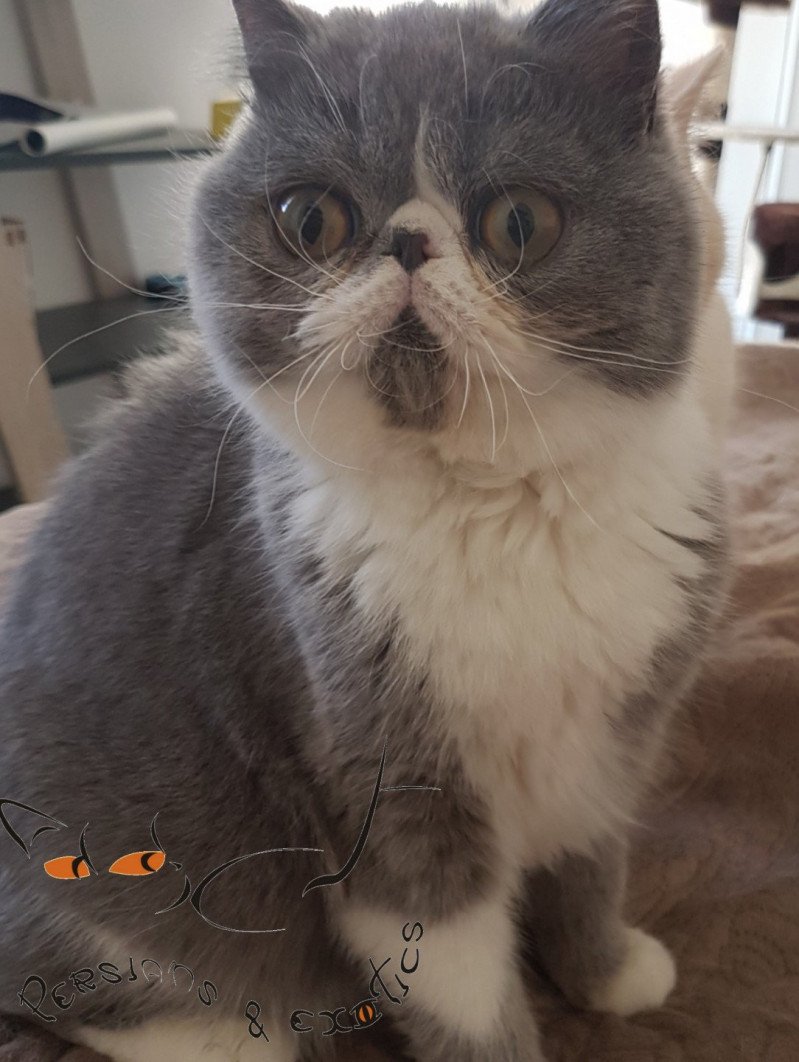 Addict Marquise Des Anges Chat Exotic Shorthair Gard