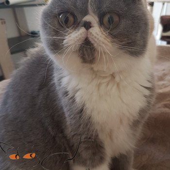 chaton Exotic Shorthair Addict Marquise des Anges Chatterie Addict