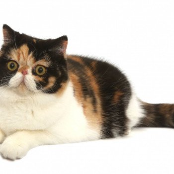 chat Exotic Shorthair black tortie & blanc Put A Spell On You Chatterie Addict