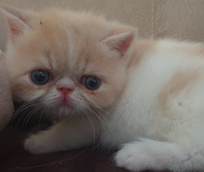 Addict Spirit of The Rose Mâle Exotic Shorthair