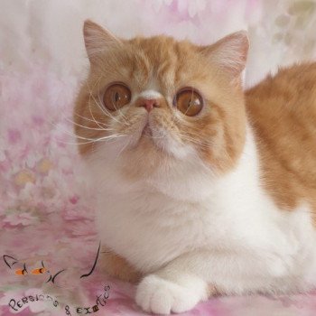 chaton Exotic Shorthair Oops-A-Daisy Chatterie Addict