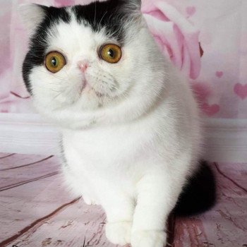 chat Exotic Shorthair black & blanc van Pennywise Chatterie Addict