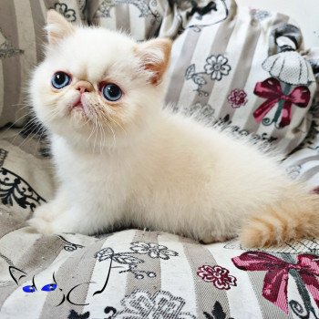 chaton Exotic Shorthair red point & blanc Pretty Little Liar Chatterie Addict
