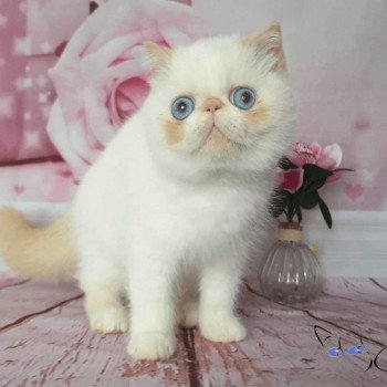 chaton Exotic Shorthair red tabby point & blanc Pretty Little Liar Chatterie Addict
