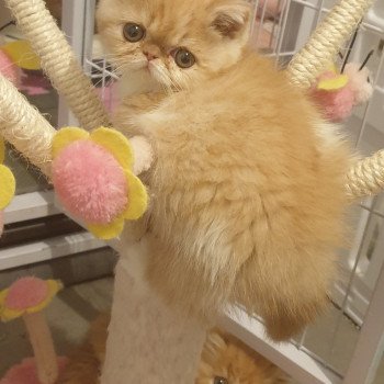 chaton Exotic Shorthair red & blanc Pumpkin Chatterie Addict