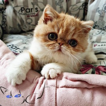 chaton Exotic Shorthair red & blanc Pumpkin Chatterie Addict