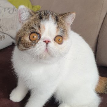 chat Exotic Shorthair Reïwa Chatterie Addict