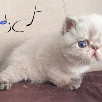 chaton Exotic Shorthair seal tabby point Ridley Scott Chatterie Addict