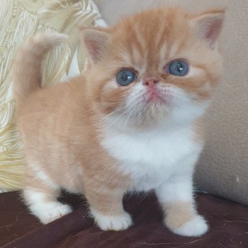 chaton Exotic Shorthair red tabby bicolor Salomé Chatterie Addict