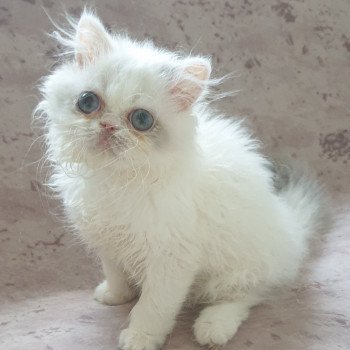 chaton Exotic Shorthair blue tortie point & blanc arlequin Stranger Thing Chatterie Addict