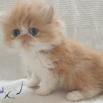chaton Persan red & blanc Patootie Chatterie Addict
